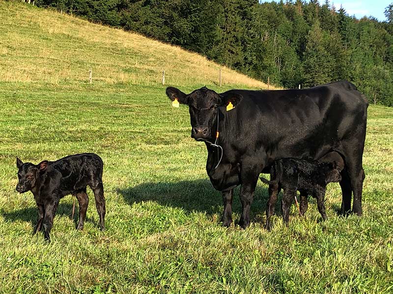 Anguskuh Palmira mit ihren Zwillingskälbern